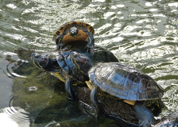 Menjaga Kesehatan Kura-Kura