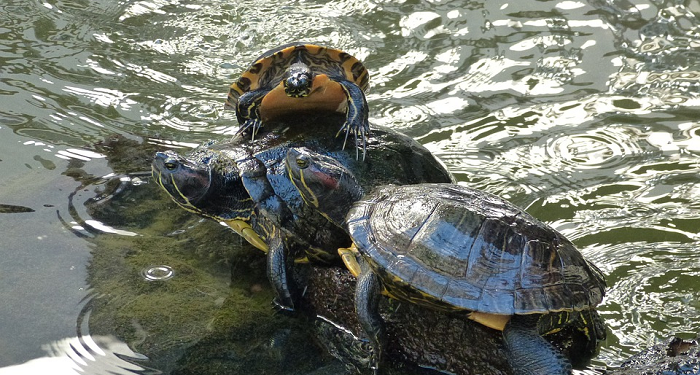 Menjaga Kesehatan Kura-Kura