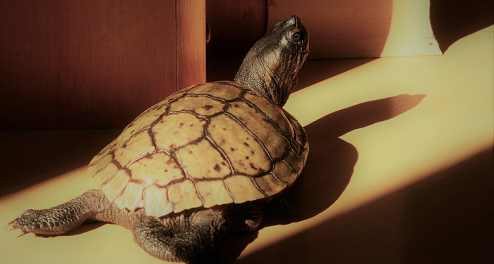 Tips Memberi Makan Kura-Kura Peliharaan