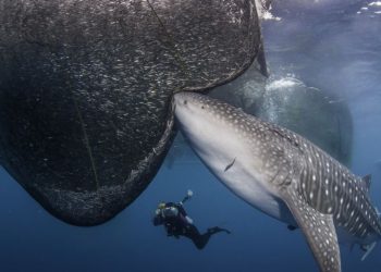 Mengenal Hiu Paus, Ikan Terbesar di Dunia