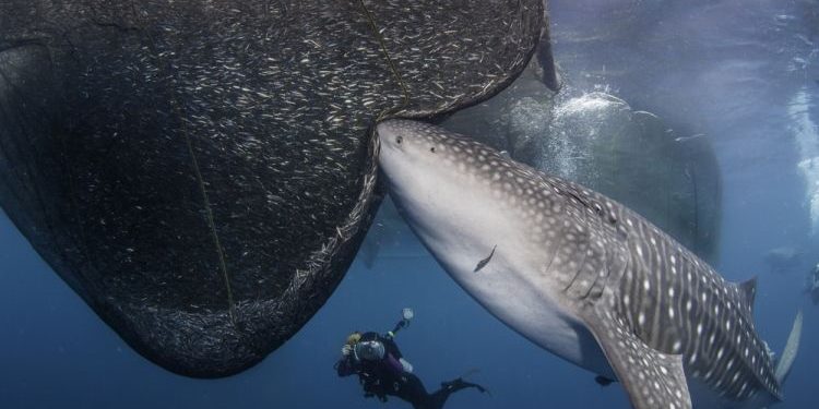 Mengenal Hiu Paus, Ikan Terbesar di Dunia