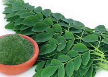 mengaplikasikan daun kelor