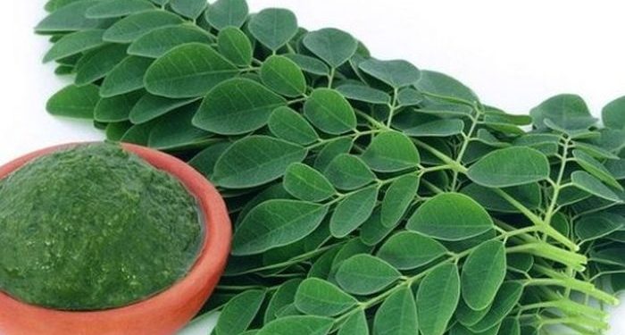 mengaplikasikan daun kelor