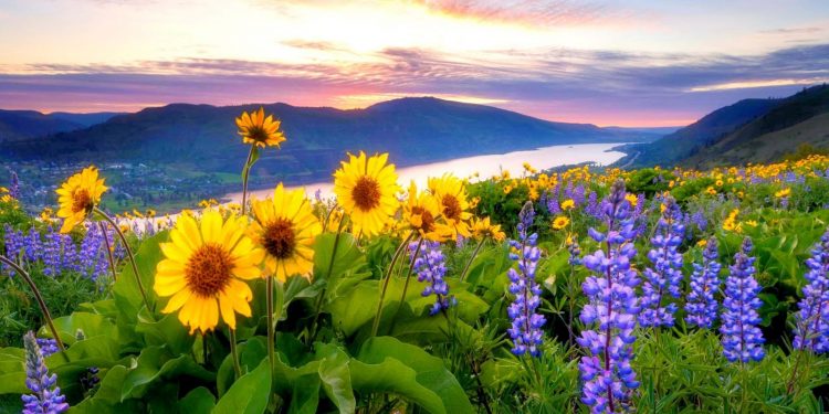 Bercermin dengan Pemandangan Gunung dan Bunga