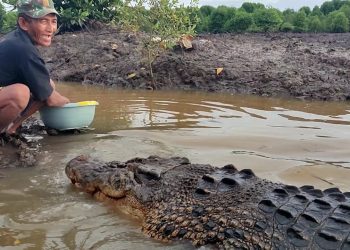 Persahabatan Manusia dan Buaya