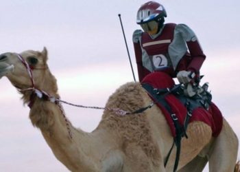 Balapan Unta di Saudi Mulai Gunakan Robot Jockey
