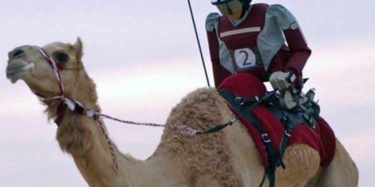 Balapan Unta di Saudi Mulai Gunakan Robot Jockey