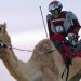 Balapan Unta di Saudi Mulai Gunakan Robot Jockey