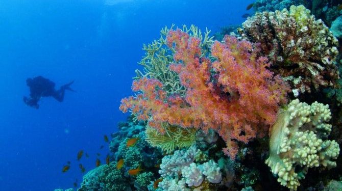 Pantai Laut Merah Saudi Tujuan Wisata Menarik Musim Panas
