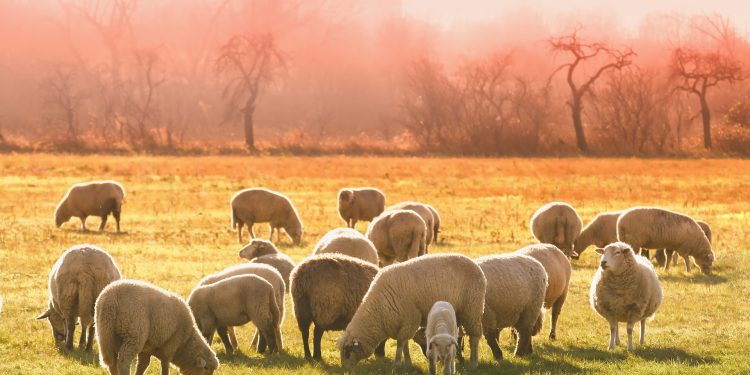 Abdullah bin Mas’ud, dari Penggembala jadi Pemegang Rahasia Rasulullah
