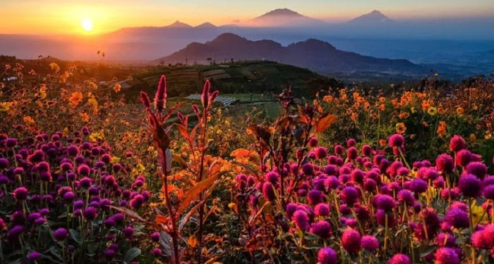 Berburu Golden Sunrise Terbaik di Wisata Silancur Highland