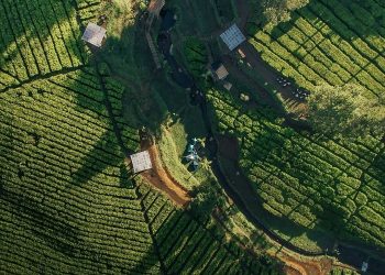 Menikmati Keindahan Perkebunan Teh di Nuansa Riung Gunung Pangalengan