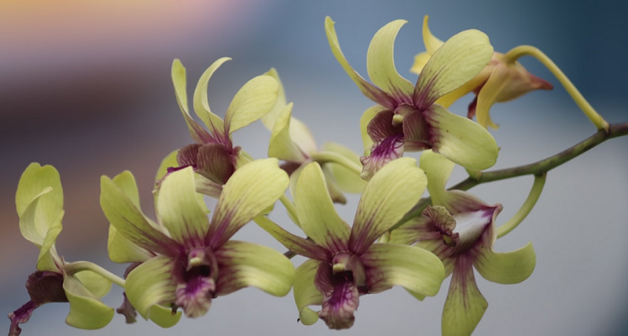 Pahala Amal untuk Orang yang Sudah Meninggal dari Yang Masih Hidup