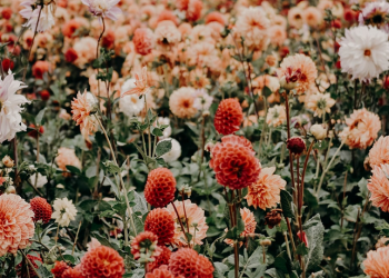 Hikmah Rasul Menikahi Banyak WanitaHikmah Rasul Menikahi Banyak Wanita