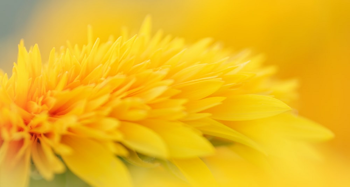 Kisah Ummu Kultsum binti Abu Bakar, Adik Aisyah binti Abu Bakar