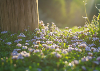 Memulai Pagi yang Menyegarkan