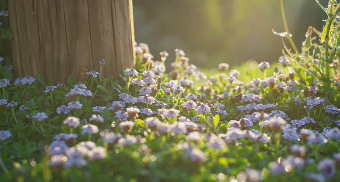 Memulai Pagi yang Menyegarkan