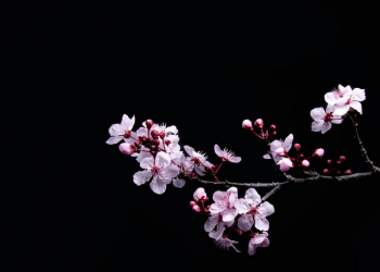 Sikap Rasulullah kepada Menantunya