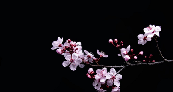 Sikap Rasulullah kepada Menantunya