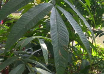 Mengenal Daun Sungkai yang Bisa Tingkatkan Imun Tubuh