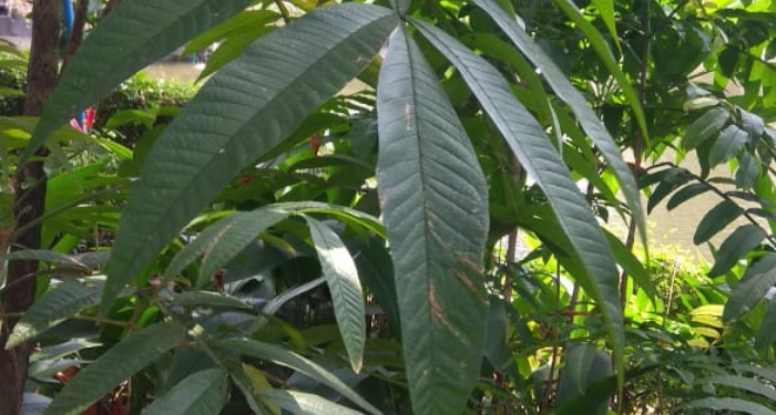 Mengenal Daun Sungkai yang Bisa Tingkatkan Imun Tubuh