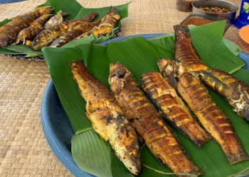 Ikan Toman, Predator yang Kaya Manfaat bagi Kesehatan