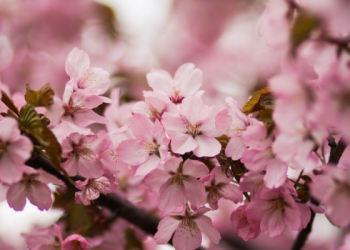 Tafsir Surat Yasin Ayat 70