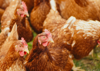 Tafsir Surat Yasin Ayat 71