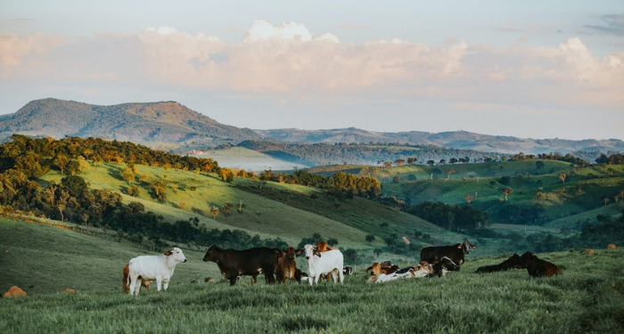 Tafsir Surat Yasin Ayat 73, Manfaat Hewan Ternak