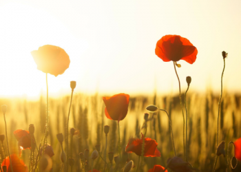 Berbeda dari Ayahnya, Putra Abu Jahal justru jadi Mujahid Andal