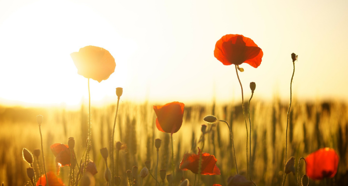 Berbeda dari Ayahnya, Putra Abu Jahal justru jadi Mujahid Andal