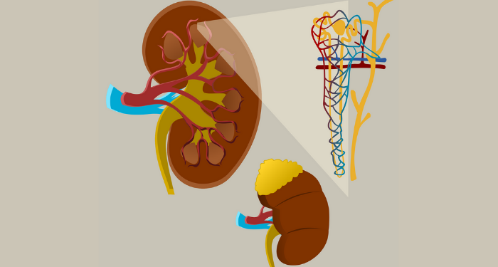 Mengenal Fungsi Ginjal dan Cara Merawatnya