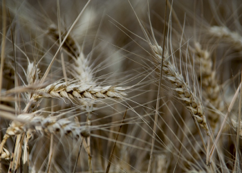 Segala Sesuatu Asalnya Halal (Tafsir Al-Baqarah: 29)