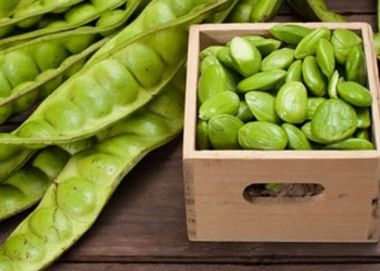 Menyimpan Petai Supaya Awet Berbulan-Bulan