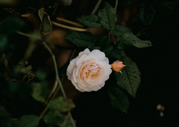 Mengajak Orang Lain Tapi Lupa Diri (Tafsir Al-Baqarah: 44)