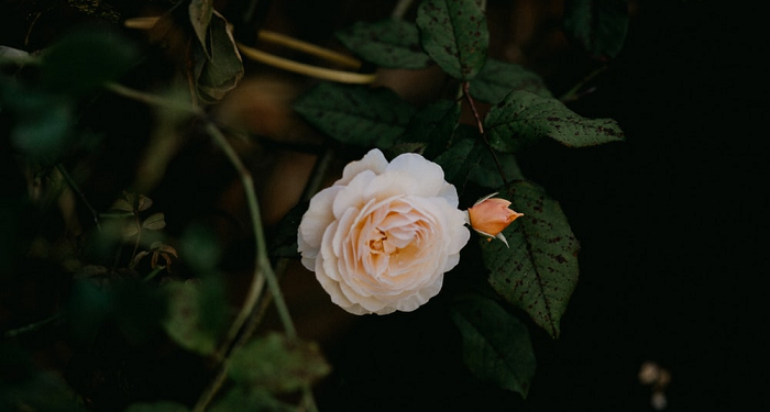 Mengajak Orang Lain Tapi Lupa Diri (Tafsir Al-Baqarah: 44)