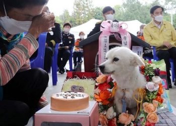 Anjing di Korsel Dinobatkan Sebagai Anjing Penyelamat Kehormatan