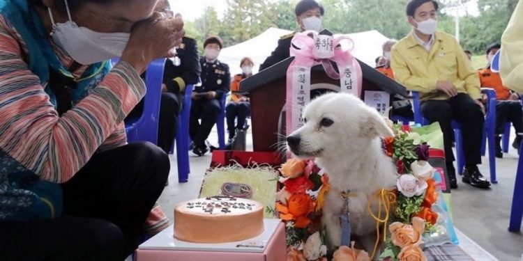 Anjing di Korsel Dinobatkan Sebagai Anjing Penyelamat Kehormatan