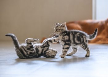 Ilmuwan di AS dan Kanada Cari Relawan untuk Menonton Video Kucing