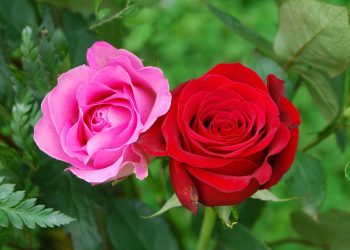 Hindari Kata-kata Ini agar Bisa Harmonis (2)