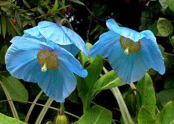 Peran Wali dalam Jodoh Wanita