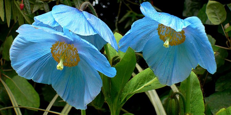 Peran Wali dalam Jodoh Wanita