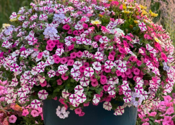 Takkan Lari Jodoh Dikejar