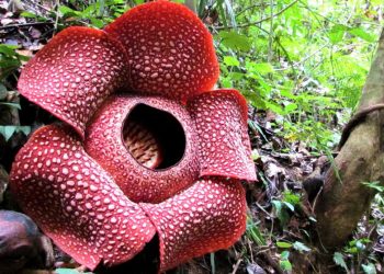 Pencitraan Bunga Raflesia