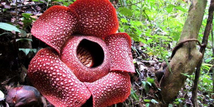 Pencitraan Bunga Raflesia