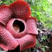 Pencitraan Bunga Raflesia
