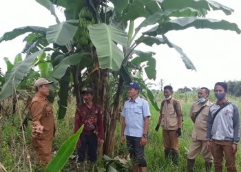 Berkah Zakat, Ubah Supir Kelapa Sawit Jadi Petani Produktif