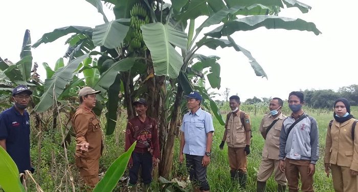 Berkah Zakat, Ubah Supir Kelapa Sawit Jadi Petani Produktif