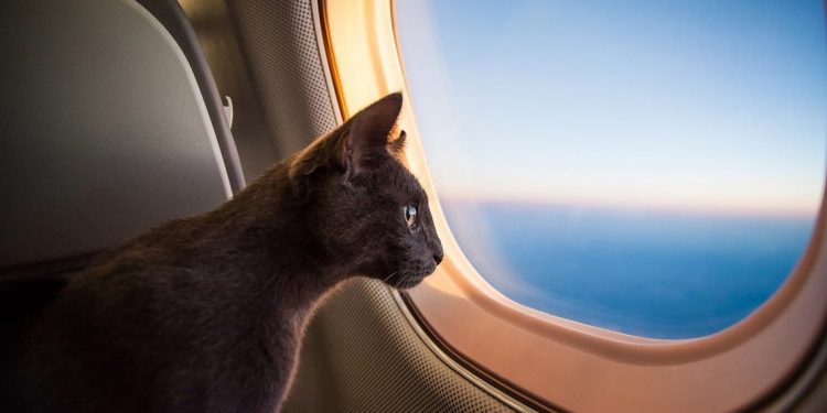 Perusahaan Jet Pribadi Melihat Adanya Lonjakan Penumpang Hewan Peliharaan