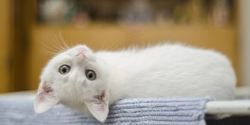 Abu Hurairah, Sahabat Pecinta Kucing dengan Periwayatan Hadist Terbanyak
